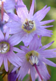 Soldanella pindicola